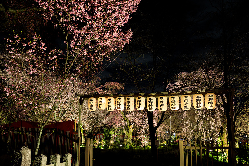 2020桜咲く京都 平野神社ライトアップ_f0155048_2046940.jpg
