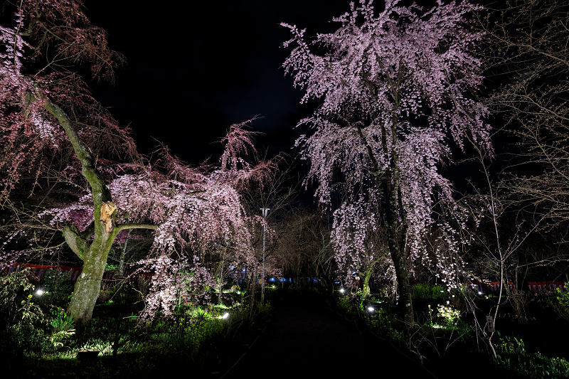 2020桜咲く京都 平野神社ライトアップ_f0155048_204938100.jpg