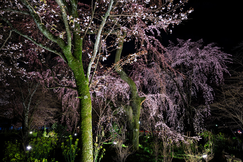 2020桜咲く京都 平野神社ライトアップ_f0155048_20494331.jpg