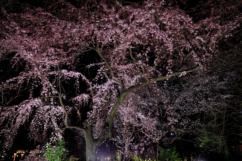 2020桜咲く京都 平野神社ライトアップ_f0155048_2049873.jpg