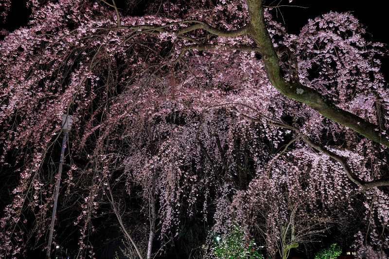 2020桜咲く京都 平野神社ライトアップ_f0155048_20511227.jpg