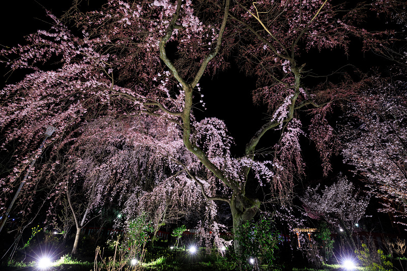 2020桜咲く京都 平野神社ライトアップ_f0155048_20512271.jpg