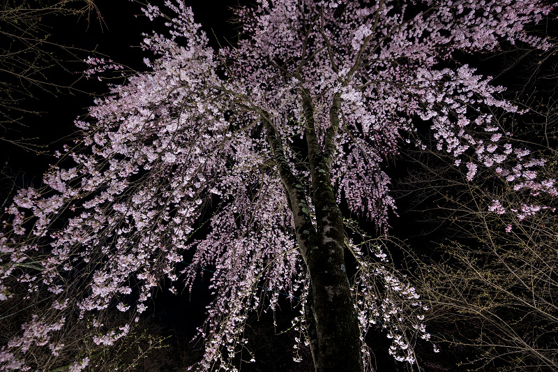 2020桜咲く京都 平野神社ライトアップ_f0155048_20514644.jpg