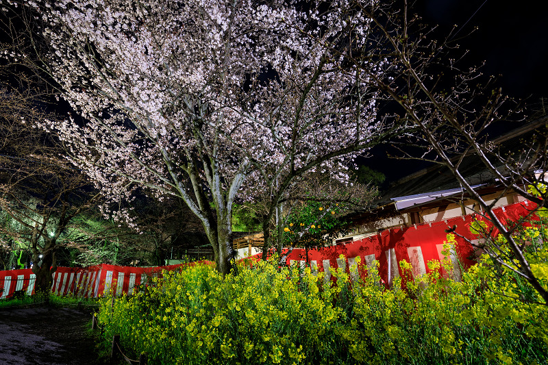 2020桜咲く京都 平野神社ライトアップ_f0155048_20534322.jpg