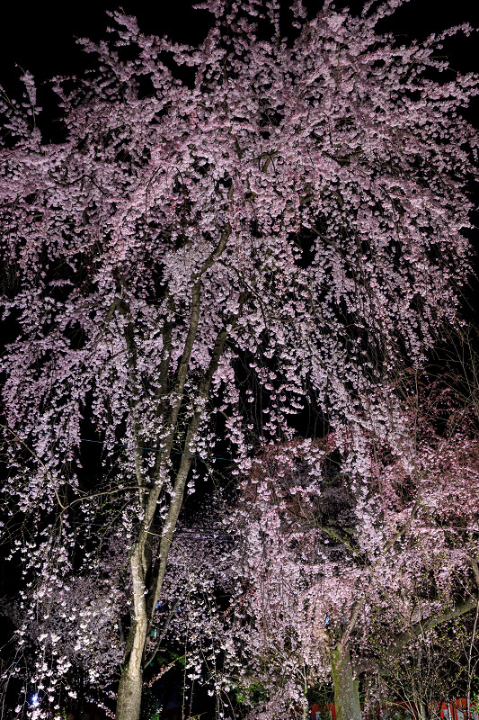 2020桜咲く京都 平野神社ライトアップ_f0155048_20535724.jpg