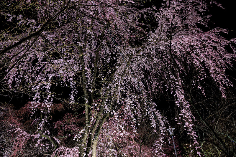 2020桜咲く京都 平野神社ライトアップ_f0155048_20541946.jpg