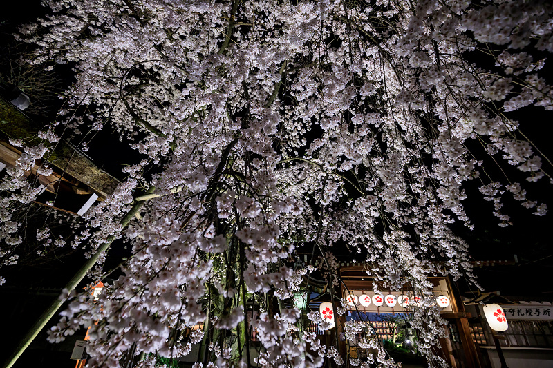 2020桜咲く京都 平野神社ライトアップ_f0155048_2055050.jpg