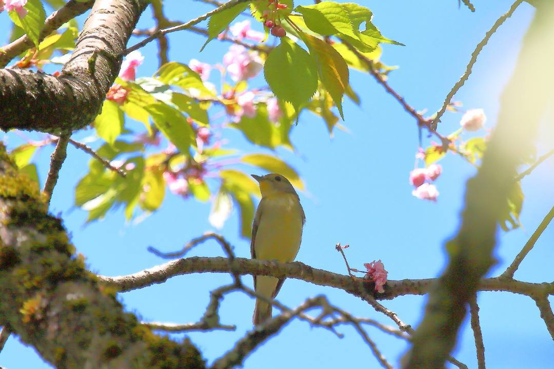 春の妖精ウスバシロチョウ_e0403850_20072543.jpg