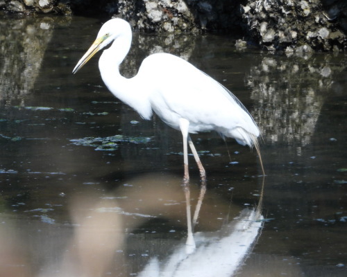 富浜緑地で見られる花や野鳥について_d0338682_13263492.jpg