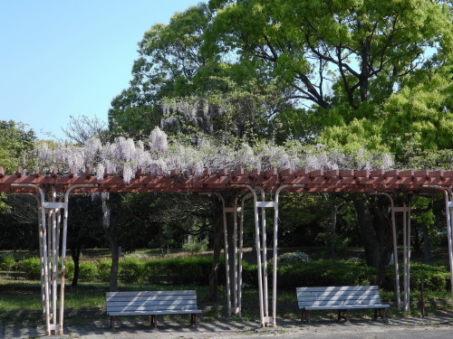 富浜緑地で見られる花や野鳥について_d0338682_13271547.jpg