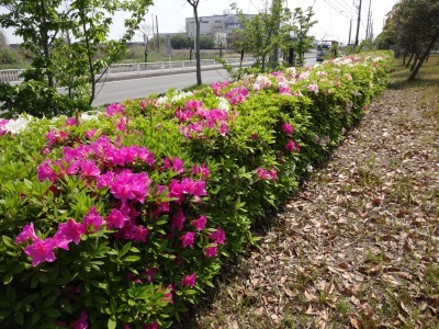 富浜緑地で見られる花や野鳥について_d0338682_13311240.jpg