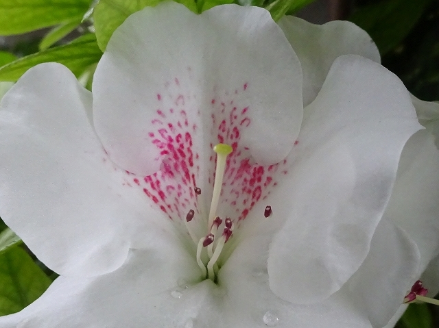 ツツジの花を２種 リュウキュウツツジ ヒラドツツジ 花と葉っぱ