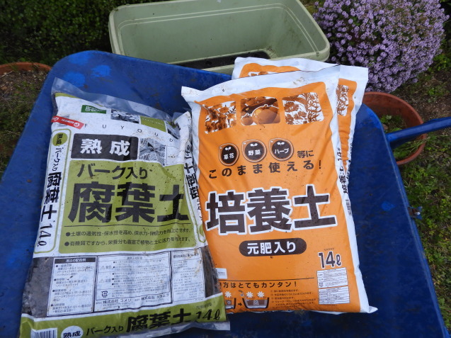 パパイヤ植え付け!_a0157088_21335443.jpg