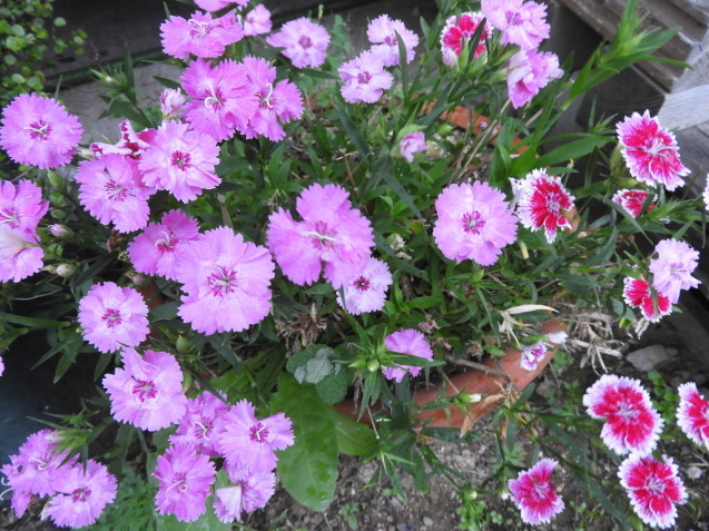 パパイヤ植え付け!_a0157088_21360122.jpg