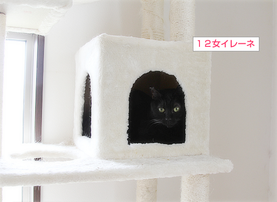 魅惑のキャットタワー_a0389088_09275133.jpg
