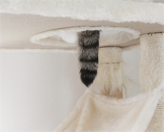 魅惑のキャットタワー_a0389088_09275173.jpg