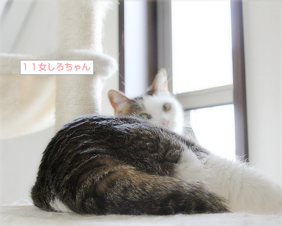魅惑のキャットタワー_a0389088_09275198.jpg