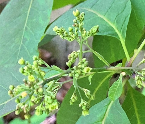おうちごはん と ときめく花やつぼみ.。*゚・*:.。.:_d0249193_21234271.jpg