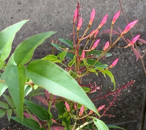おうちごはん と ときめく花やつぼみ.。*゚・*:.。.:_d0249193_21244126.jpg