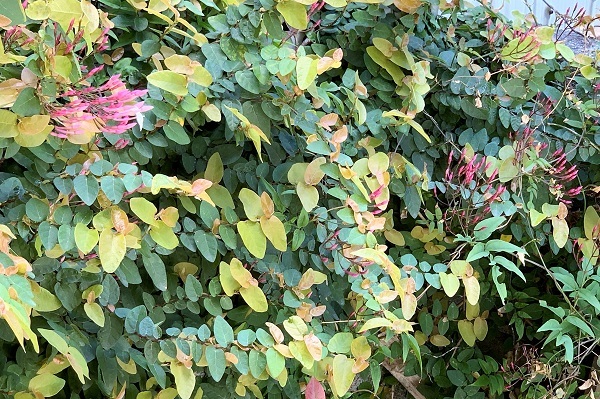 おうちごはん と ときめく花やつぼみ.。*゚・*:.。.:_d0249193_21251133.jpg
