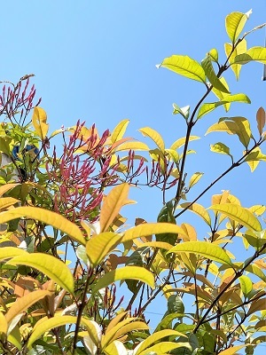 おうちごはん と ときめく花やつぼみ.。*゚・*:.。.:_d0249193_21254749.jpg