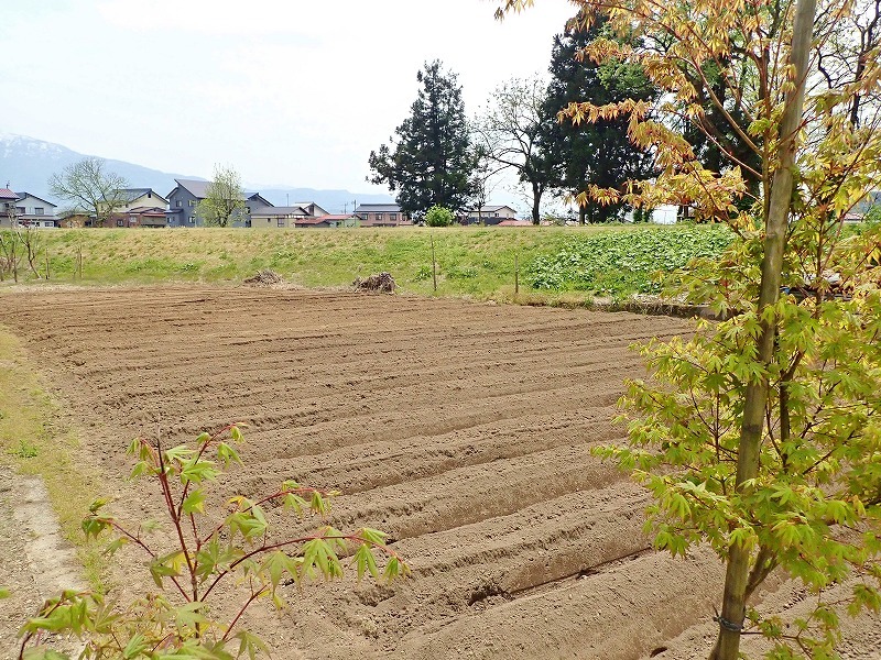 兼業農家の家庭菜園では\"畝立て作業\"でした_c0336902_19061975.jpg