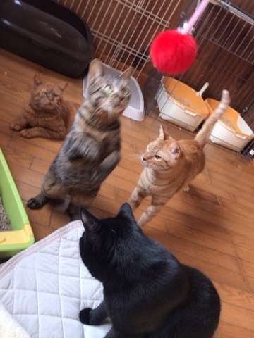 オトコノコ4匹と遊んでます♪_f0242002_20490972.jpg