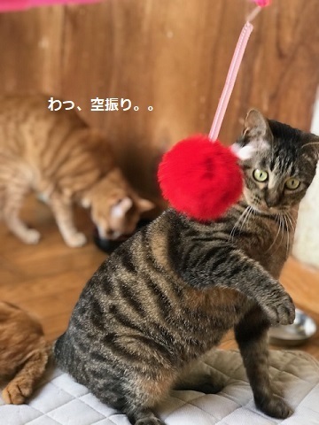 オトコノコ4匹と遊んでます♪_f0242002_20530382.jpg