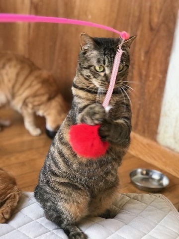 オトコノコ4匹と遊んでます♪_f0242002_20532318.jpg