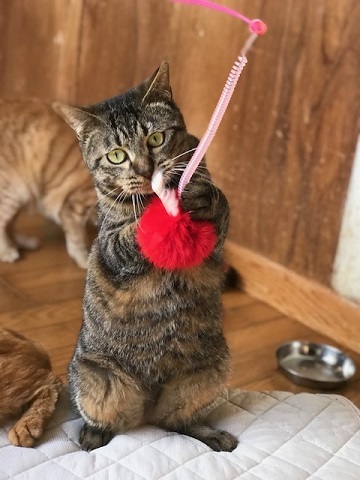オトコノコ4匹と遊んでます♪_f0242002_20534379.jpg