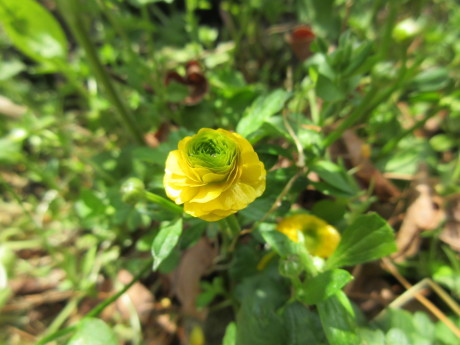 キムチ鍋と今日の花_a0203003_19331393.jpg
