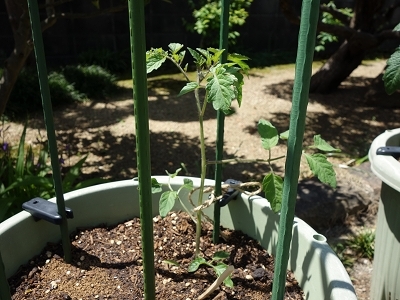 ミニトマトと小玉スイカを植えました_e0289203_13242675.jpg