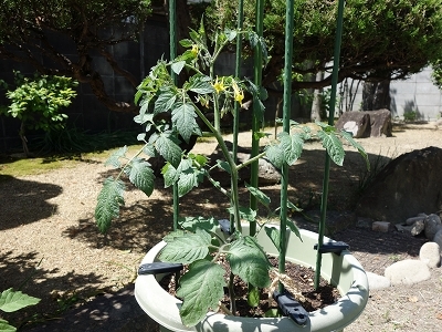 ミニトマトと小玉スイカを植えました_e0289203_13243218.jpg