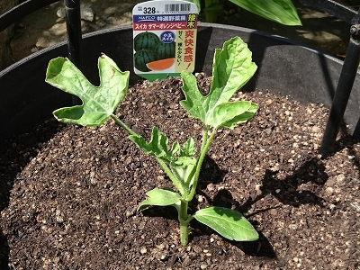 ミニトマトと小玉スイカを植えました_e0289203_13243612.jpg