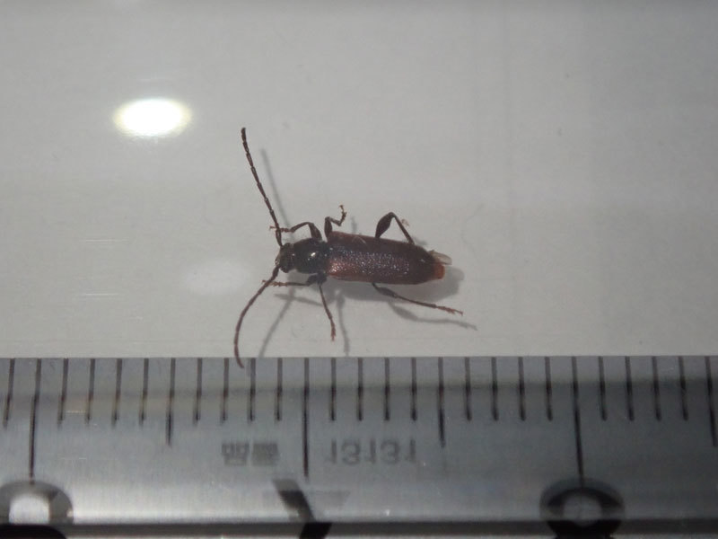 昼間に家の中に飛んできました : 昆虫ブログ むし探検広場