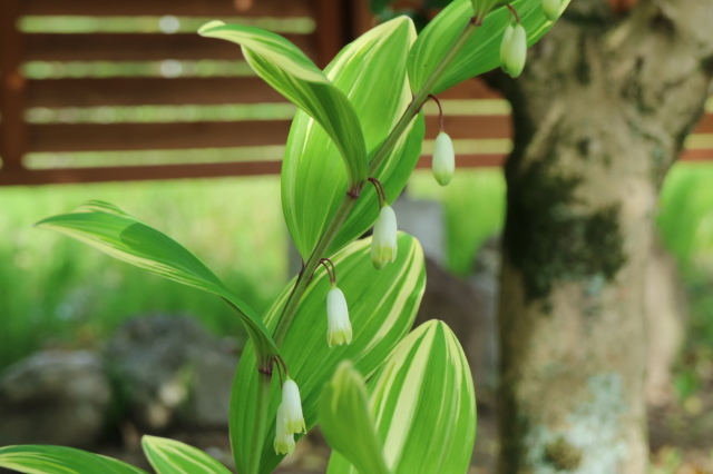 リモートゲーム & Stay Garden~♪_e0397815_23041065.jpg