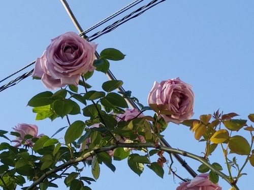 「天、共に在り」ペシャワール会報が届いた_e0016828_11002274.jpg