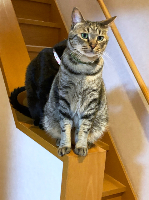 階段の可愛い子たち_d0355333_22430927.jpg