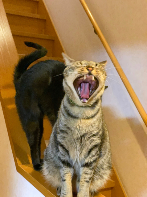 階段の可愛い子たち_d0355333_22431139.jpg