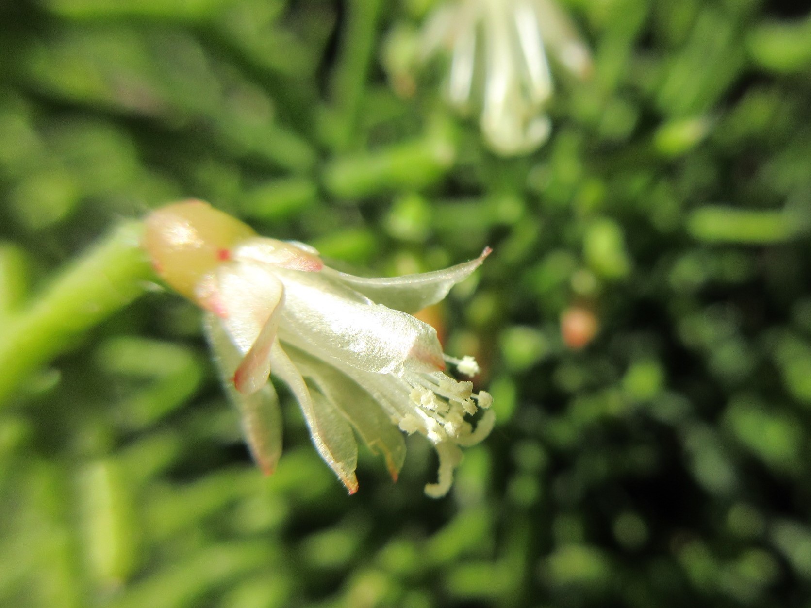 垂れ下がるサボテン リプサリス の花 あるまじろの庭