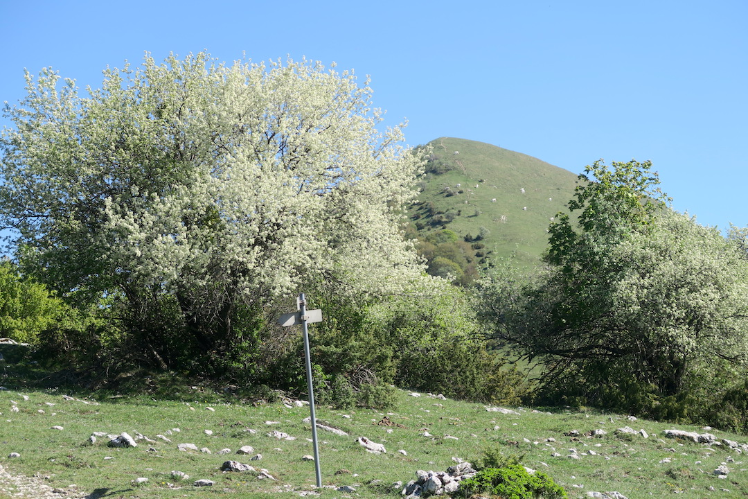 木も空も花いっぱいのフィオンキ山、スポレート_f0234936_16285450.jpg