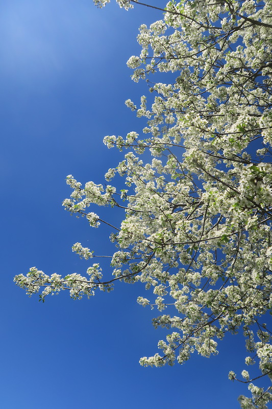 木も空も花いっぱいのフィオンキ山、スポレート_f0234936_16384452.jpg