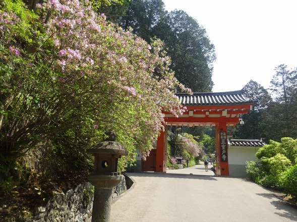 三室戸寺のつつじ 彩の気まぐれ写真 三室戸寺のつつじ 彩の気まぐれ写真