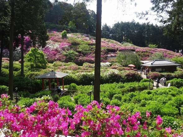 三室戸寺のつつじ 彩の気まぐれ写真 三室戸寺のつつじ 彩の気まぐれ写真