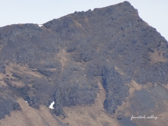 Mountain goat / シロイワヤギ を探す_d0356844_05182848.jpg