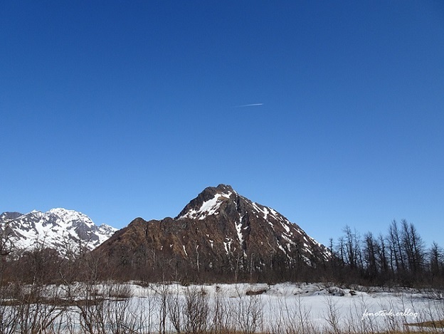 Mountain goat / シロイワヤギ を探す_d0356844_05441779.jpg