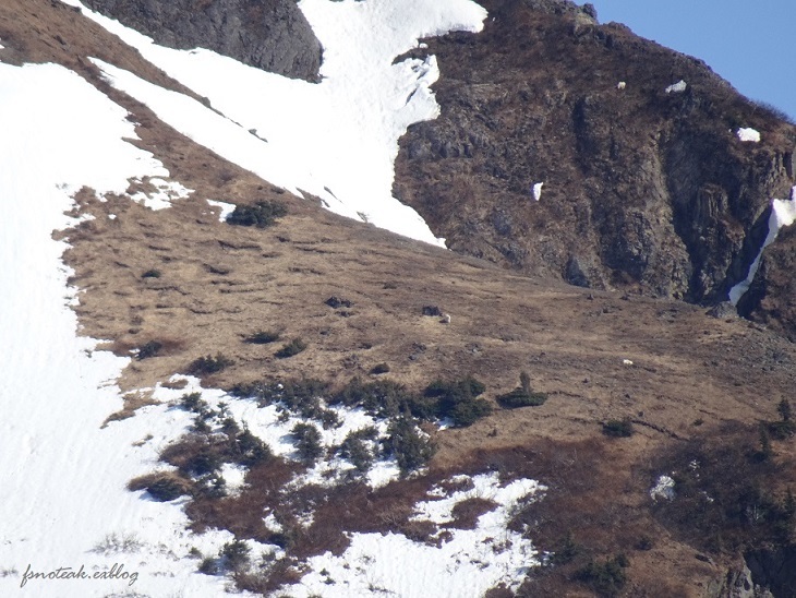Mountain goat / シロイワヤギ を探す_d0356844_05451174.jpg