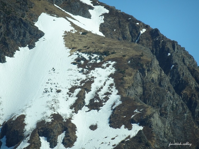 Mountain goat / シロイワヤギ を探す_d0356844_05461127.jpg