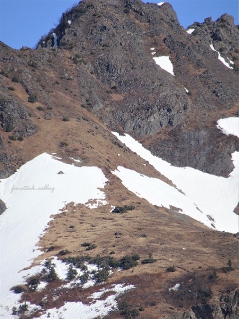 Mountain goat / シロイワヤギ を探す_d0356844_05465893.jpg