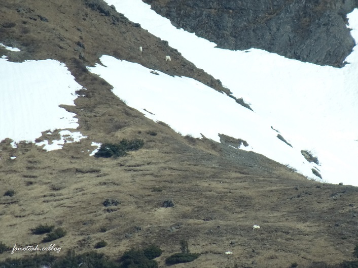 Mountain goat / シロイワヤギ を探す_d0356844_05471342.jpg